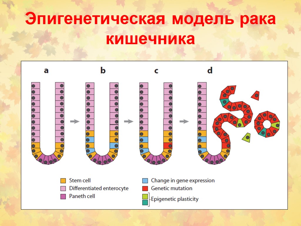 Эпигенетическая модель рака кишечника